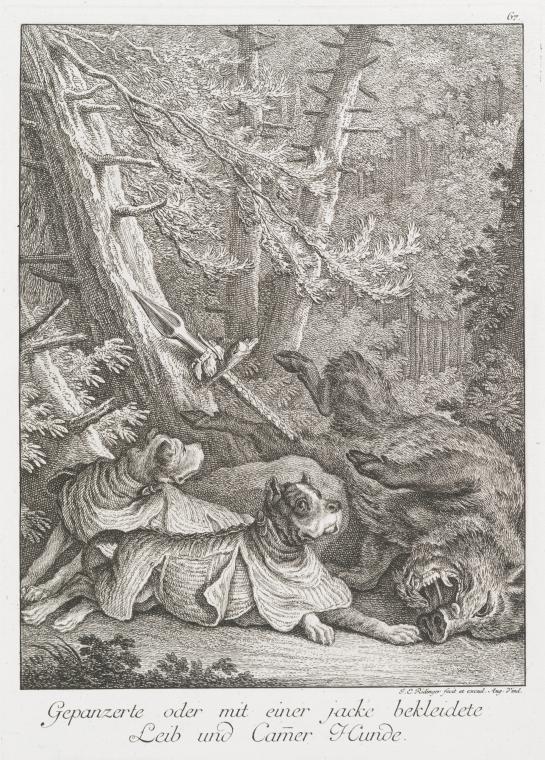 Bildunterschrift: 'Gepanzerte oder mit einer jacke bekleidete Leib und Camer Hunde.' 1740. Zeigt ebendiese Hunde neben einem Speer und einem erlegten Wildschwein.